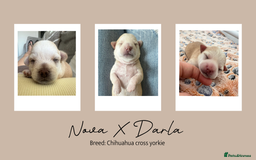 Chihuahua dogs for stud: Unique Chihuahua for Stud 🐾 in Southampton - Image 37