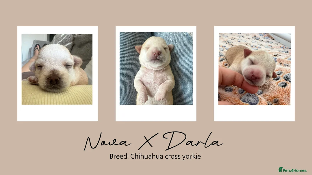 Chihuahua dogs for stud: Unique Chihuahua for Stud 🐾 in Southampton - Advert 39