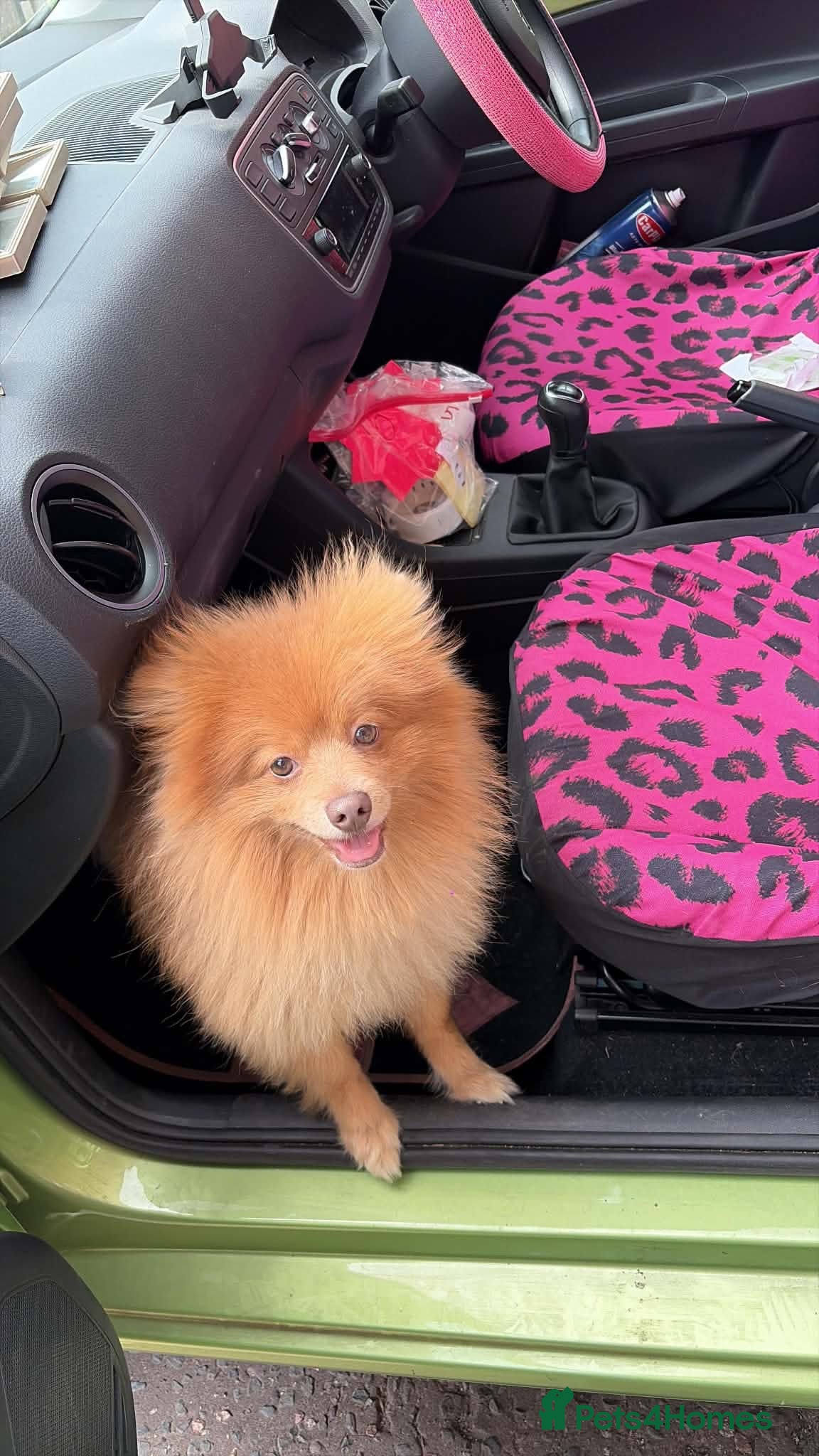Pomeranian dogs Playful Pomeranian Pablo  - Advert 15