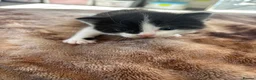 Mixed Breed cats for sale: 4 beautiful kittens  in Hayle - Advert 5