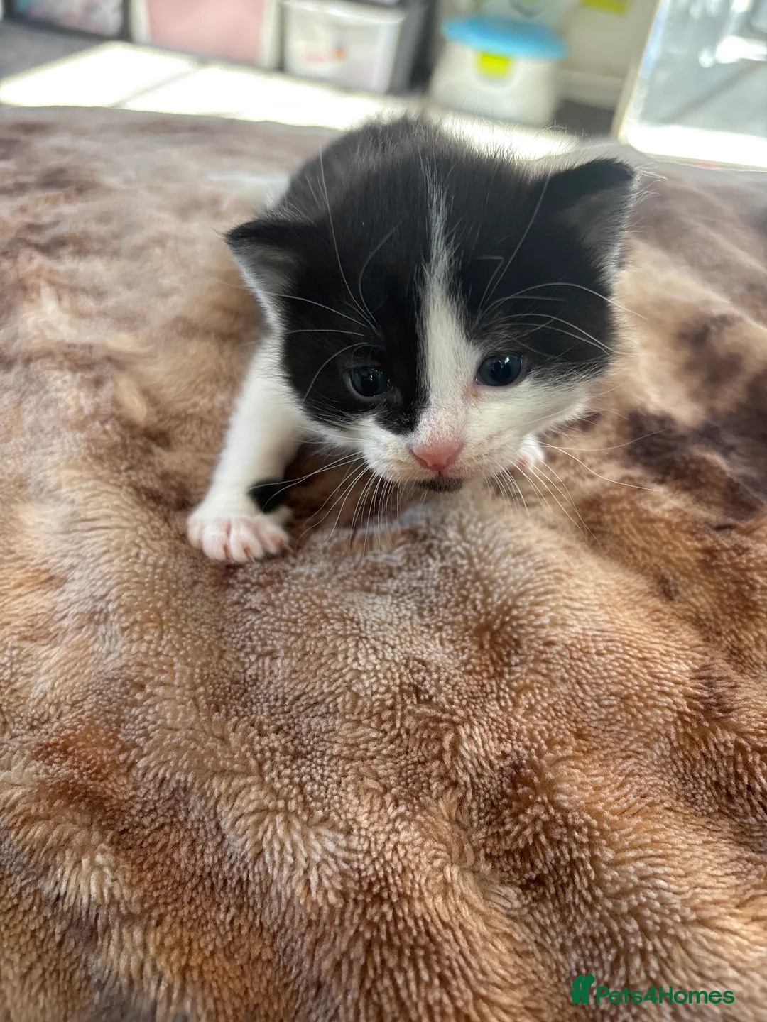 Mixed Breed cats for sale: 4 beautiful kittens  in Hayle - Advert 5