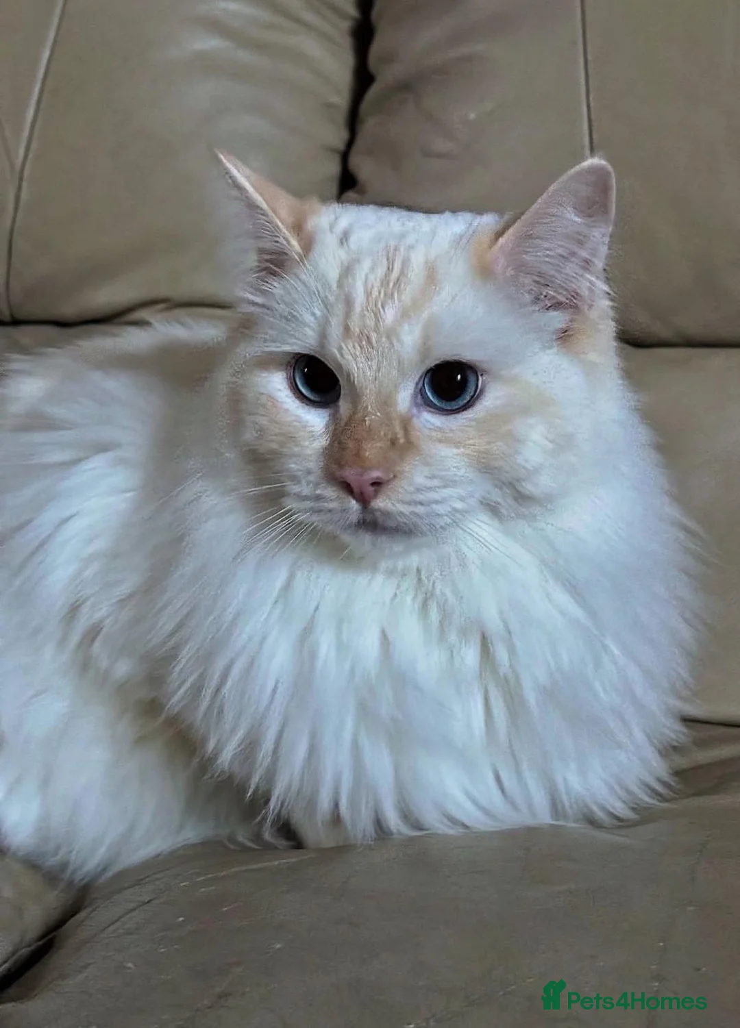 Ragdoll cats for sale: Beautiful Red GCCF Registered Male - Advert 3