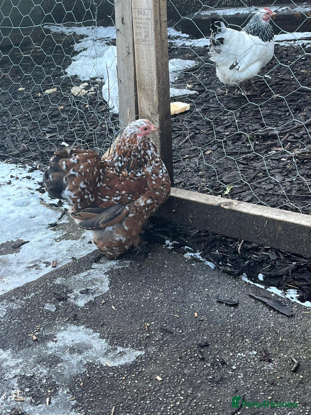 Chickens poultry for sale: Mix of bantams  - Advert 3