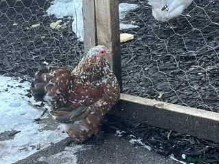 Chickens poultry Mix of bantams - Advert 1