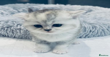 Scottish Fold cats - Advert 12
