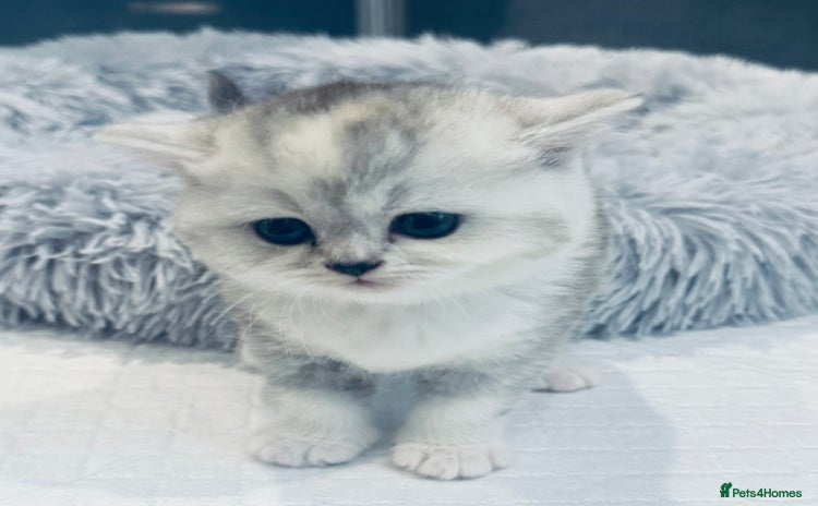 Scottish Fold cats - Advert 2