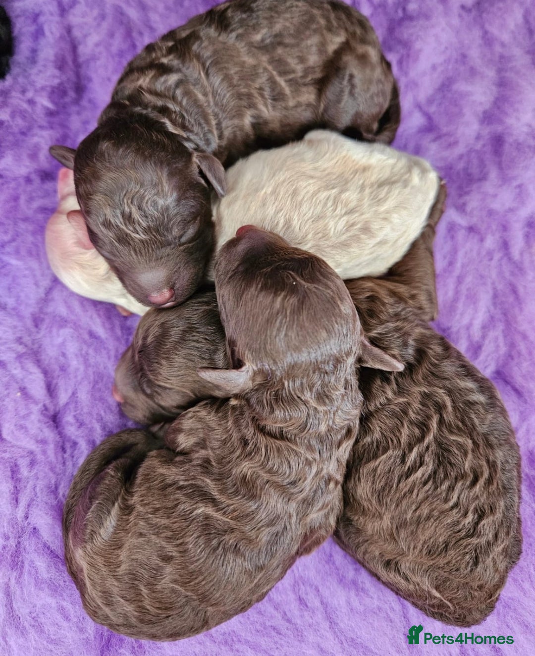 Toy Poodle dogs for stud: KC REGISTERED HEALTH TESTED TOY POODLE in Chester-le-Street - Advert 8