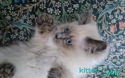 Ragdoll cats for sale: Beautiful ragdoll kittens 1 female left - Image 13