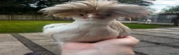 Chickens poultry for sale: Polish  in Tarporley - Advert 5