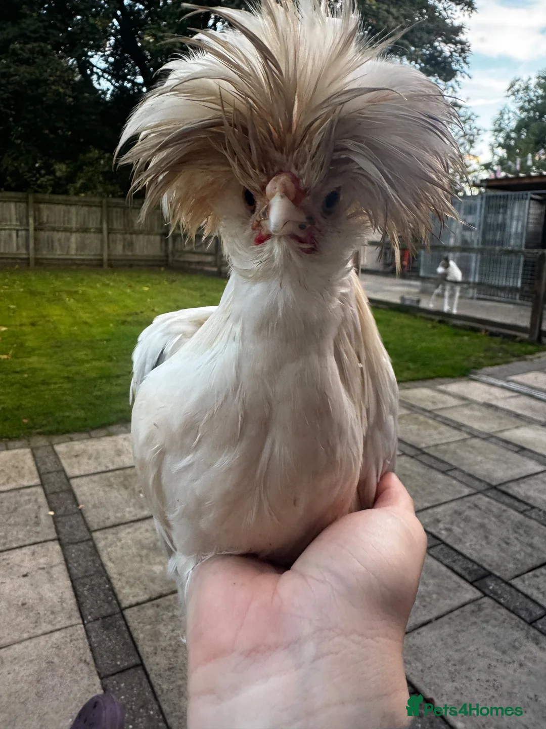 Chickens poultry for sale: Polish  in Tarporley - Advert 5