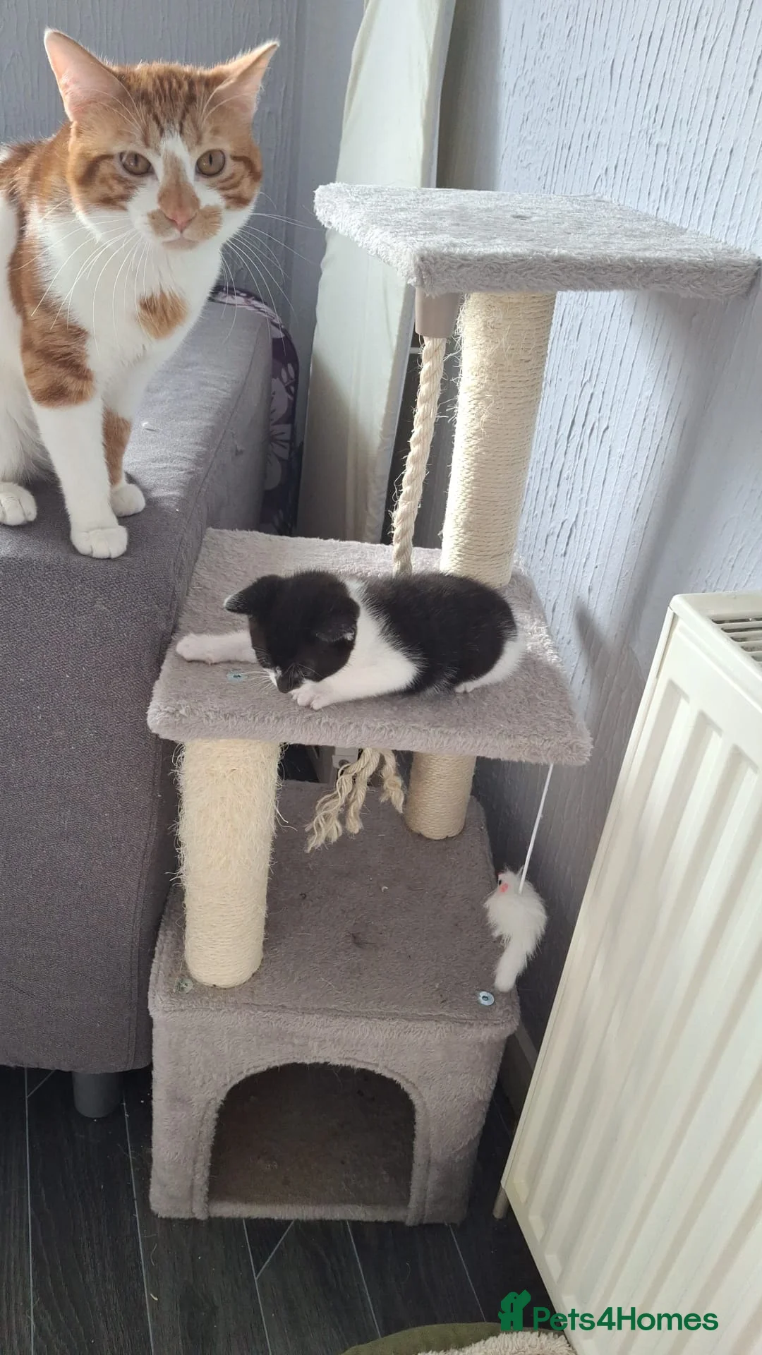 Mixed Breed cats for sale: Male black and white kitten - Advert 3