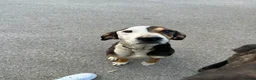 Mixed Breed dogs for adoption: Simba - Advert 6