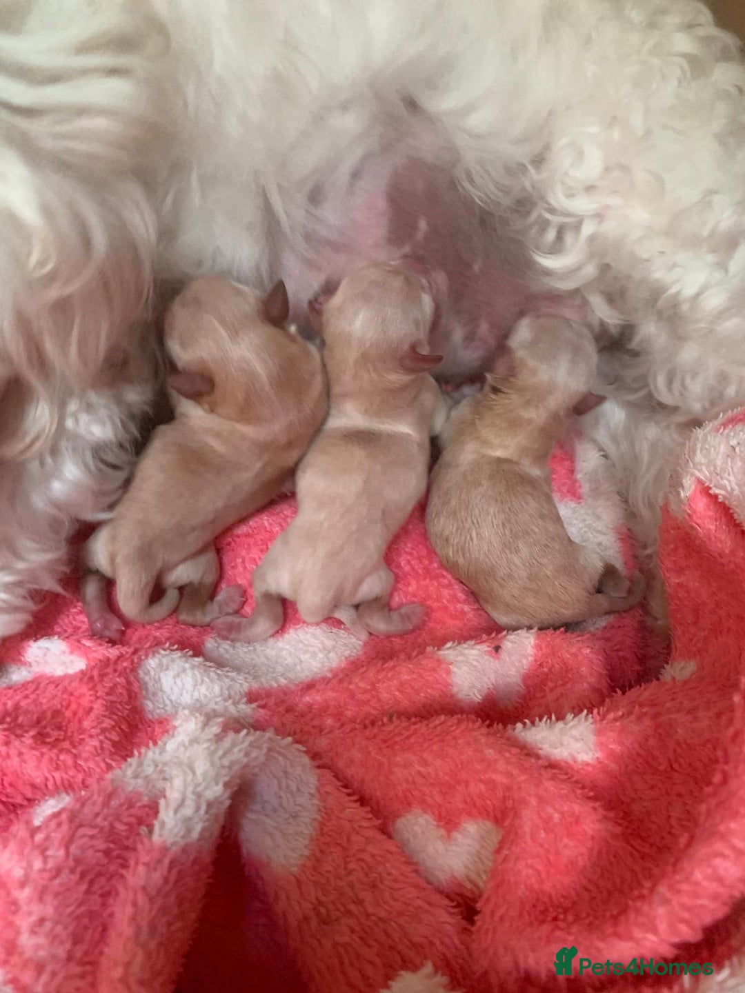 Maltipoo dogs for sale: Beautiful maltipoo puppies looking for new homes  - Image 3