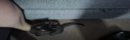 Maine Coon cats for sale: 2 kittens looking for a home - Advert 5