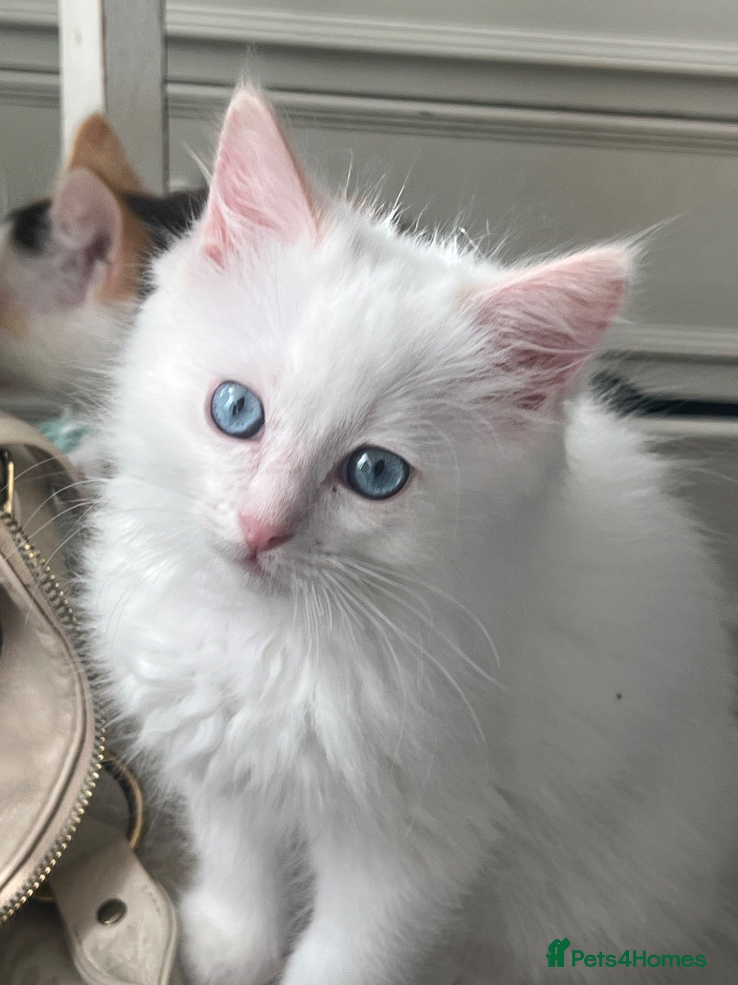 Ragdoll cats Beautiful Ragdoll Kittens - Advert 1