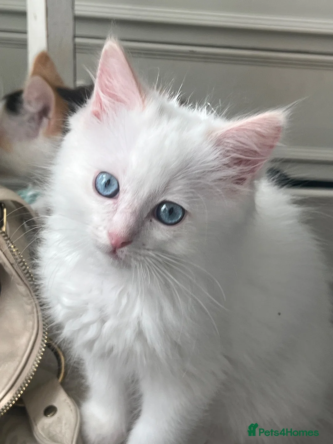 Ragdoll cats for sale: Beautiful Ragdoll Kittens - Advert 1