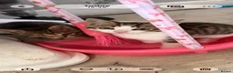 Mixed Breed cats for sale: 2 beautiful male kittens for sale in Basildon - Advert 13