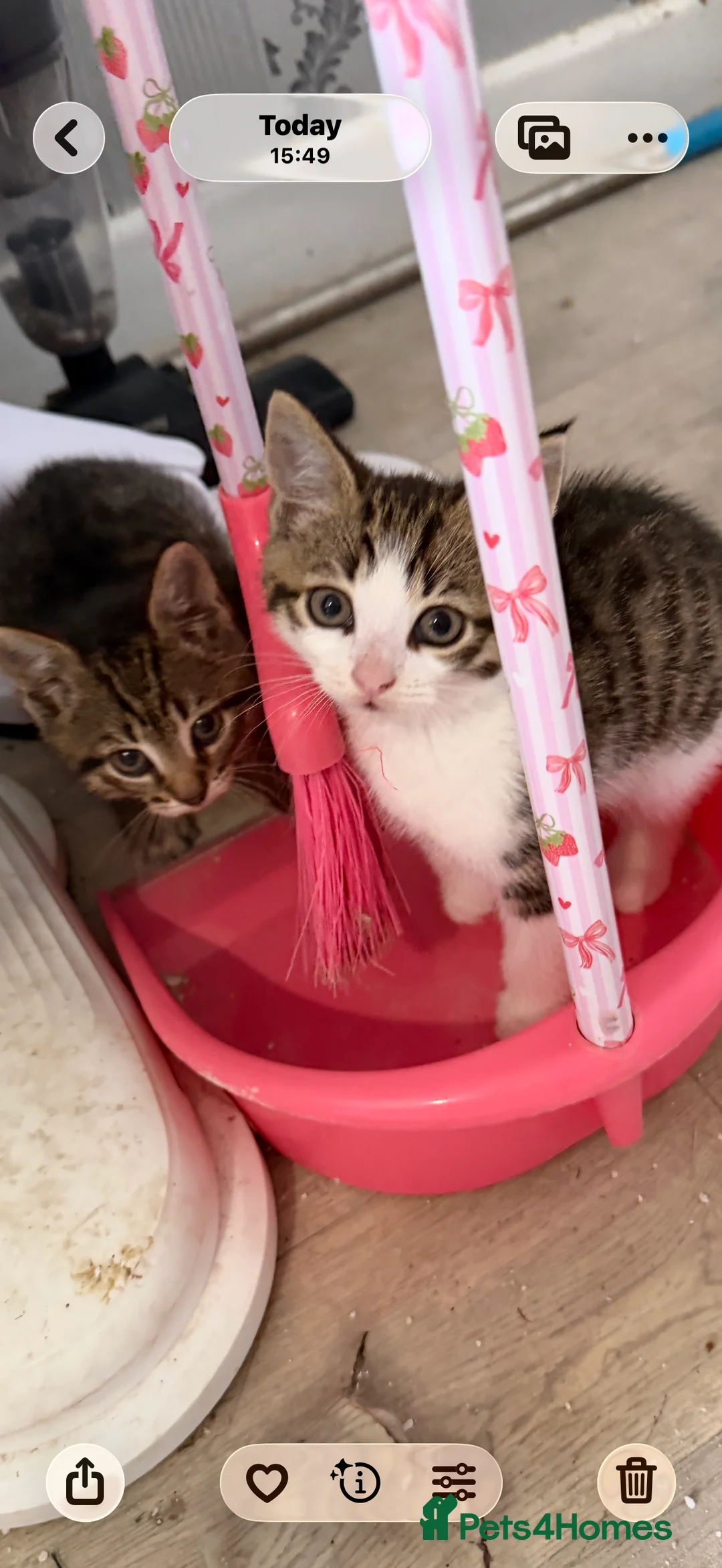 Mixed Breed cats for sale: 2 beautiful male kittens for sale in Basildon - Advert 13