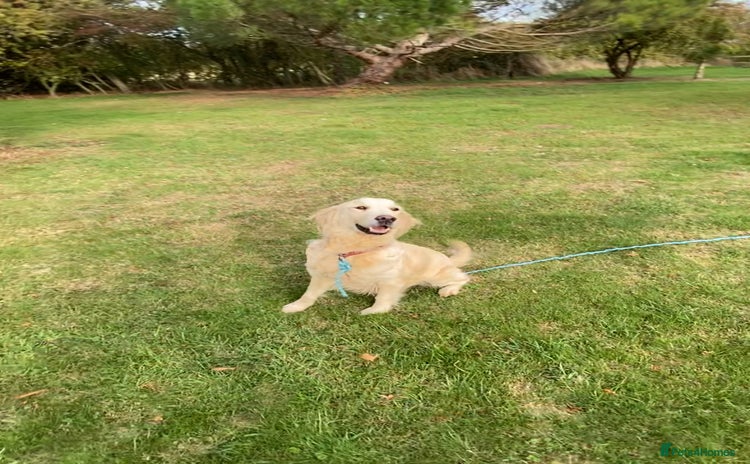 Golden Retriever dogs - Advert 1