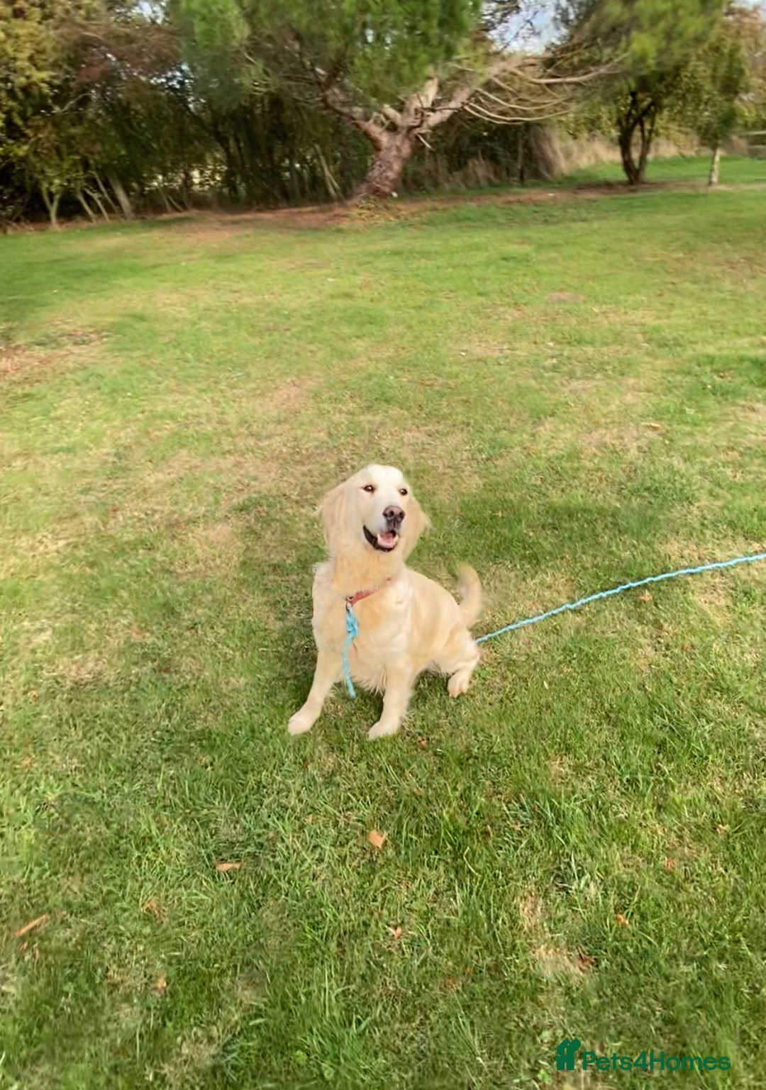 Golden Retriever dogs for sale: Golden Retreiver Adult Girl Rehome - Image 1