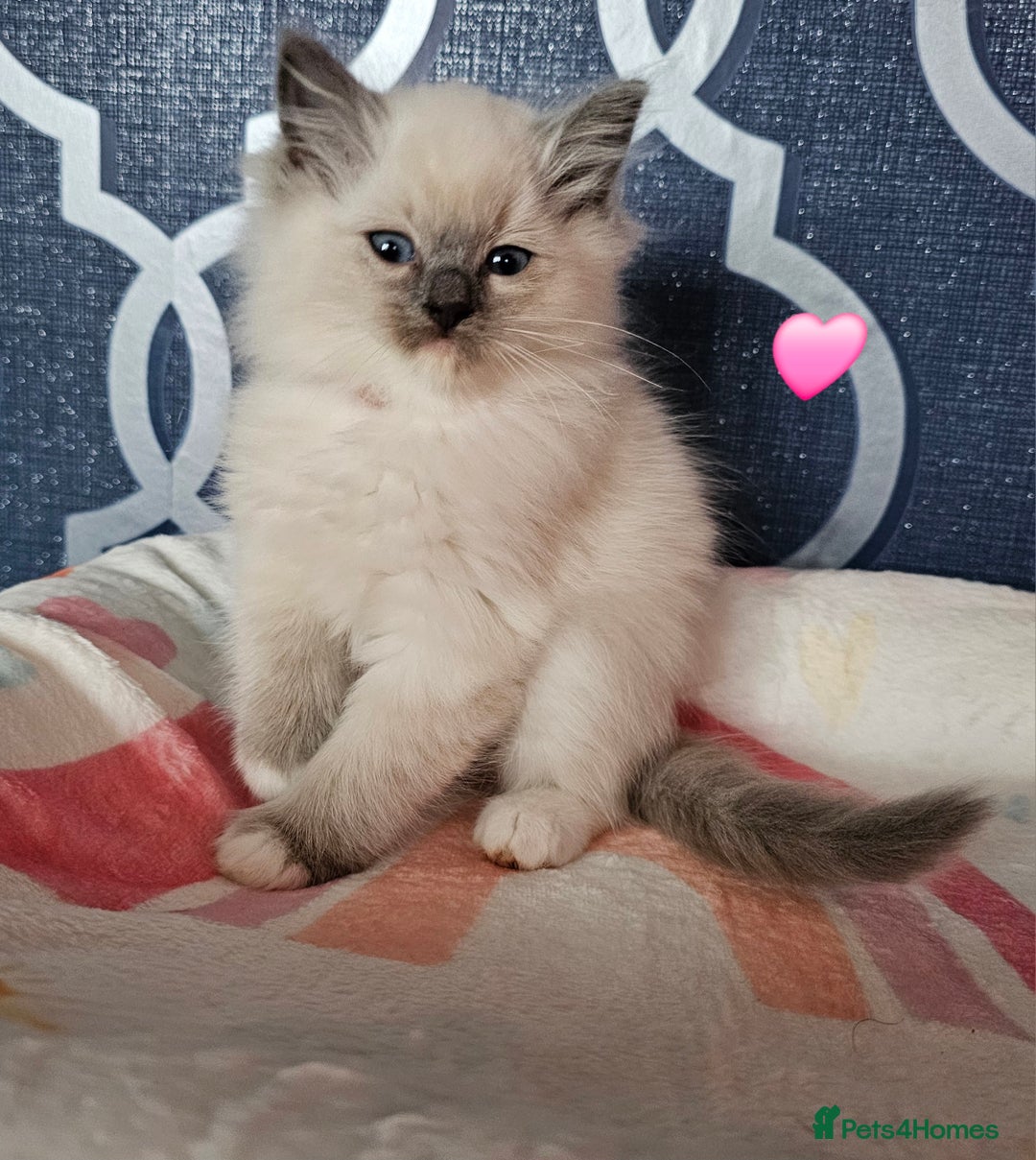 Ragdoll cats for sale: 🏆 CHAMPION FATHER 🏆GCCF REGISTERED KITTENS  - Image 24