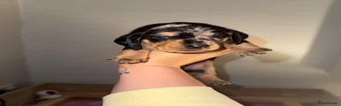 Dachshund 5