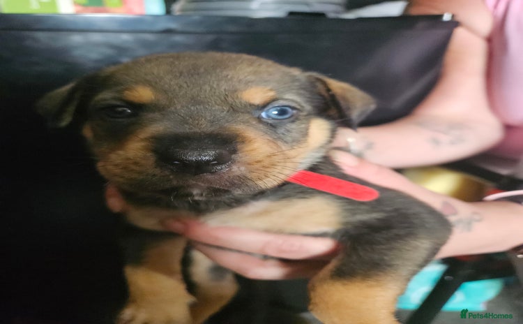 Mixed Breed dogs - Advert 4