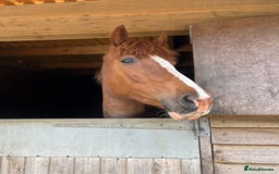Clydesdale horses for sale: 4yo Clydesdale x Sports Horse Mare –16h - Image 8