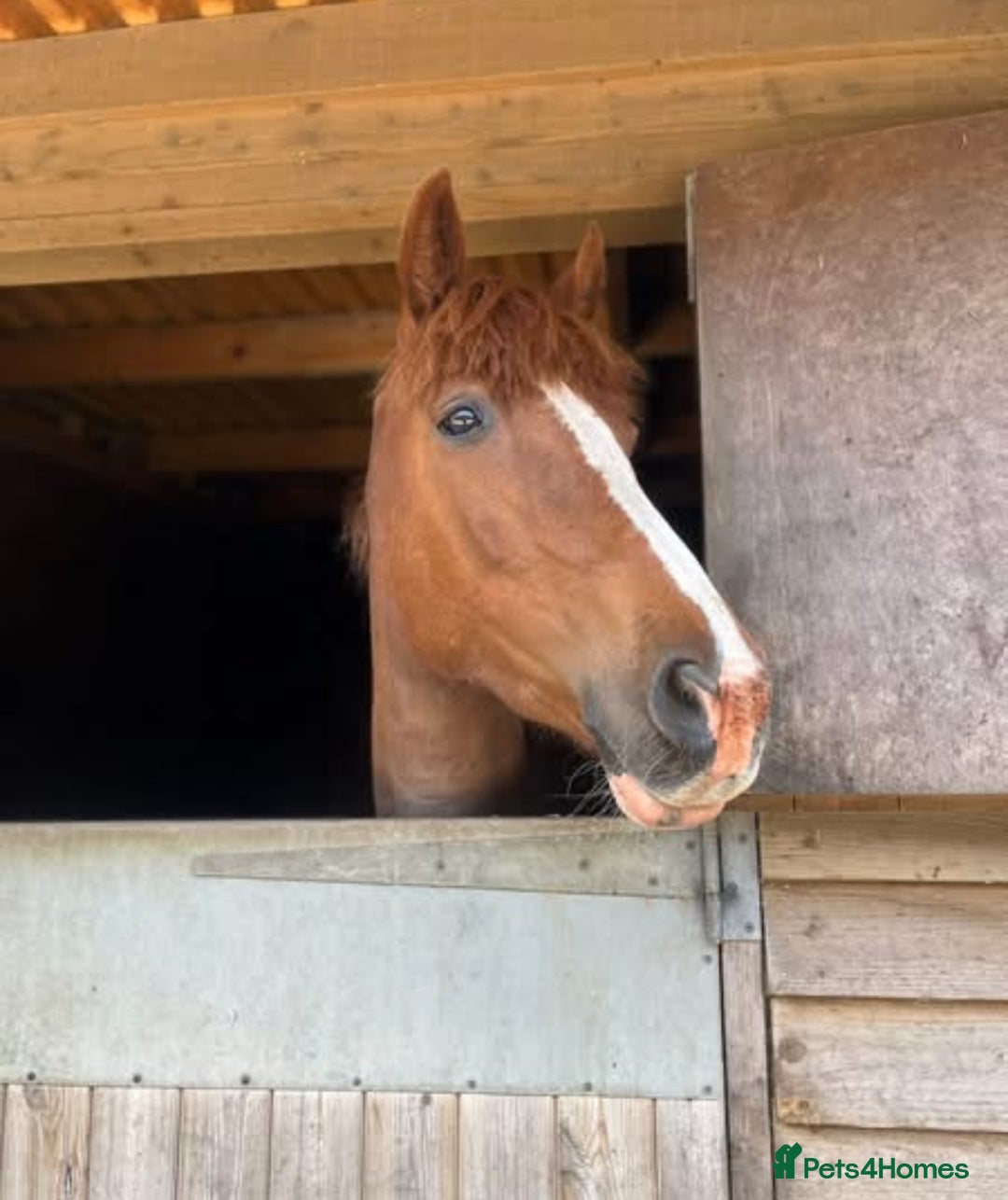 Clydesdale horses for sale: 4yo Clydesdale x Sports Horse Mare –16h - Image 8