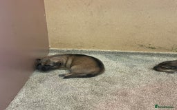German Shepherd dogs for sale: German shepherd puppies for sale  - Image 2