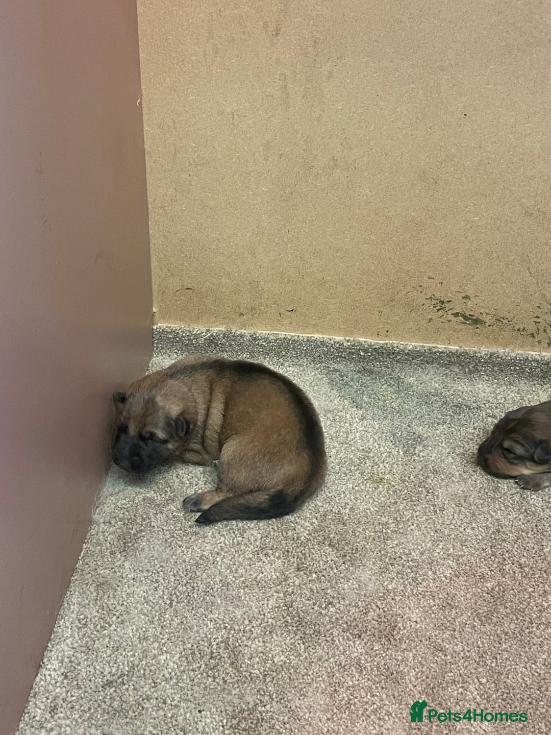 German Shepherd dogs for sale: German shepherd puppies for sale  - Image 2