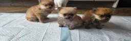 Pomchi dogs for sale: Pomchi puppies available! - Advert 5