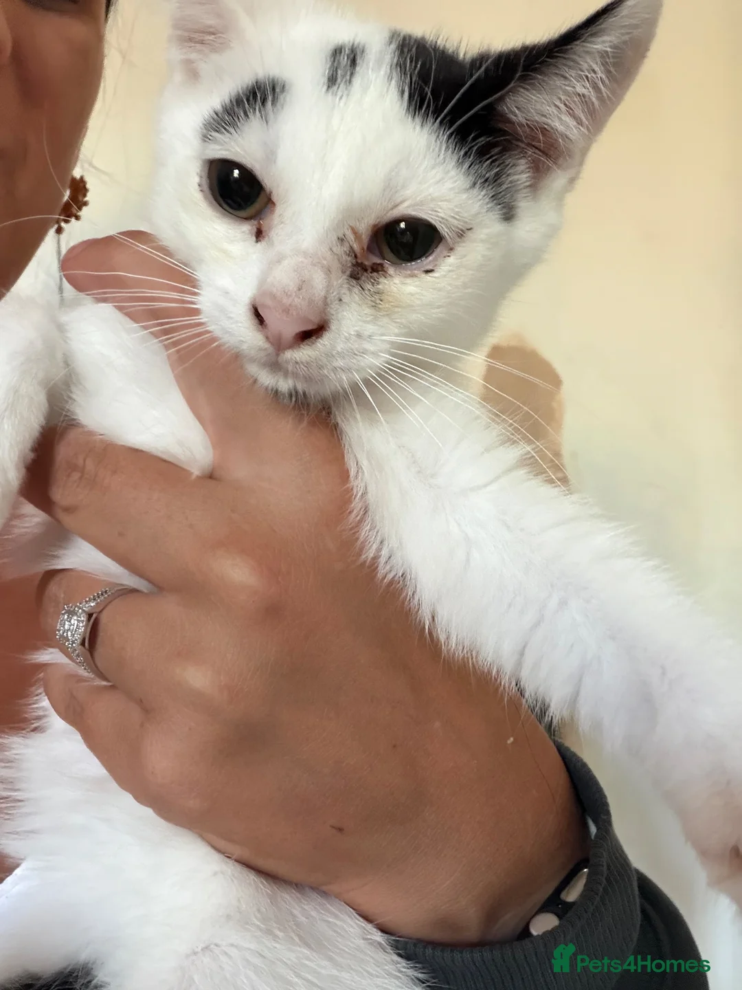 Mixed Breed cats for sale: 2 kittens for sale - Advert 2