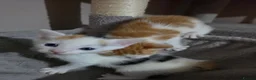 Mixed Breed cats for sale: • 4 Lovely Kittens – Looking For Loving Families - Advert 15