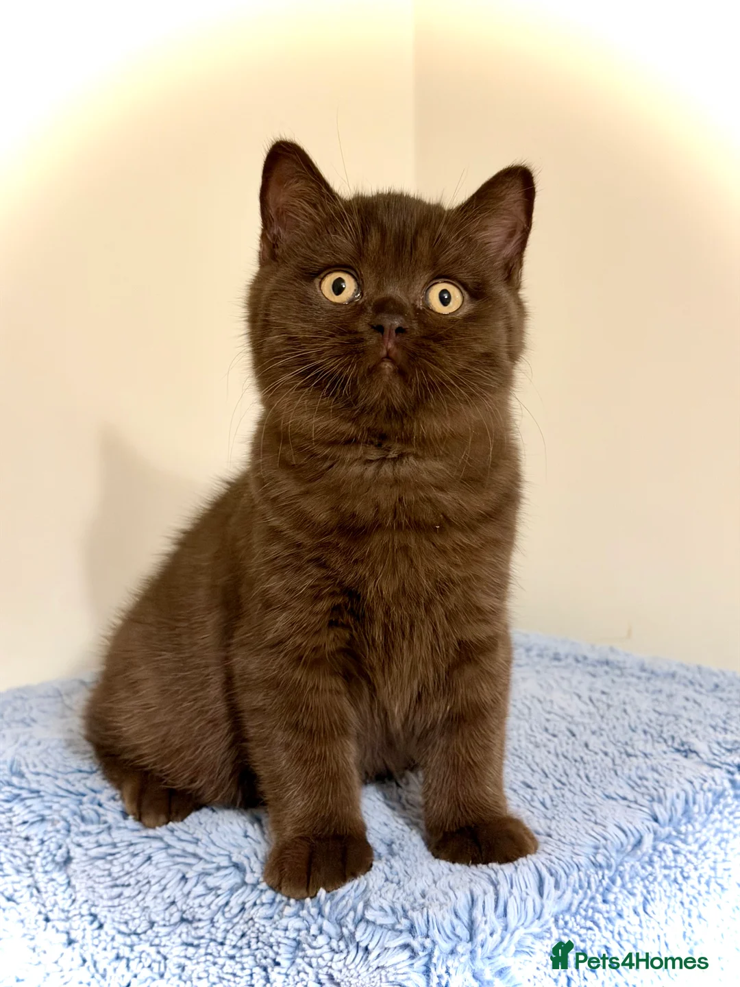 British Shorthair cats for sale: BSH chocolate boys TICA registration  - Advert 20