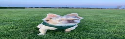 French Bulldog dogs for stud: Merle Fluffy Frenchie Stud - Free Microchipping - Advert 6