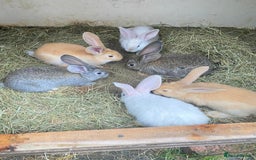 Continental Giant rabbits for sale: Continental Giant Baby Rabbits Ready to go - Image 5