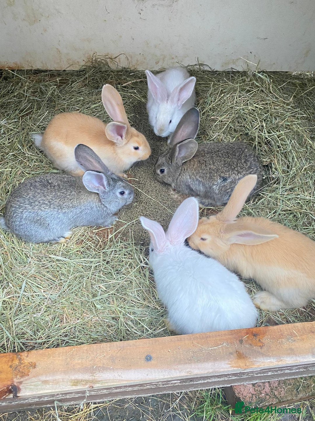 Continental Giant rabbits for sale: Continental Giant Baby Rabbits Ready to go - Image 5