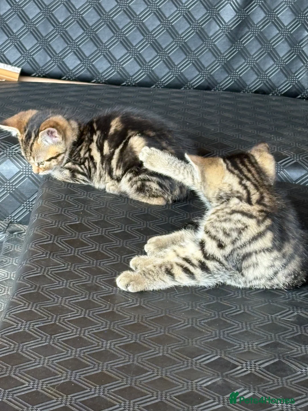 Mixed Breed cats for sale: 3 lovely female kittens  - Advert 2