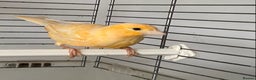 Canaries birds for sale: Female  - Advert 9