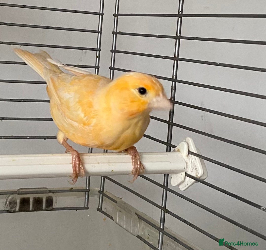 Canaries birds for sale: Female  - Advert 9