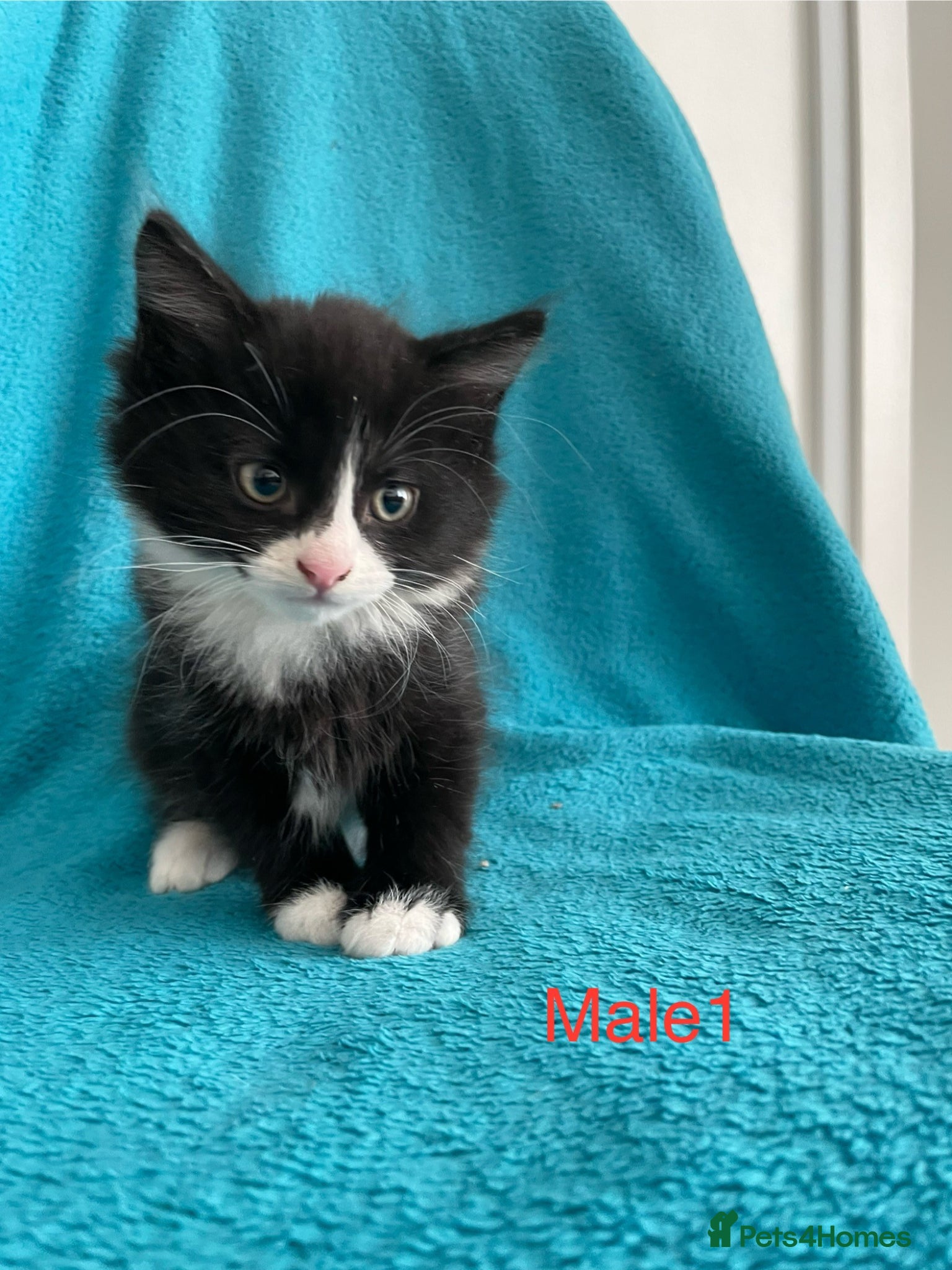Mixed Breed cats Kittens for Sale – 4 Mixed Breed Kittens - Advert 8