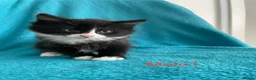 Mixed Breed cats for sale: Kittens for Sale – 4 Mixed Breed Kittens - Advert 1