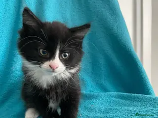 Mixed Breed cats Kittens for Sale – 4 Mixed Breed Kittens - Advert 2