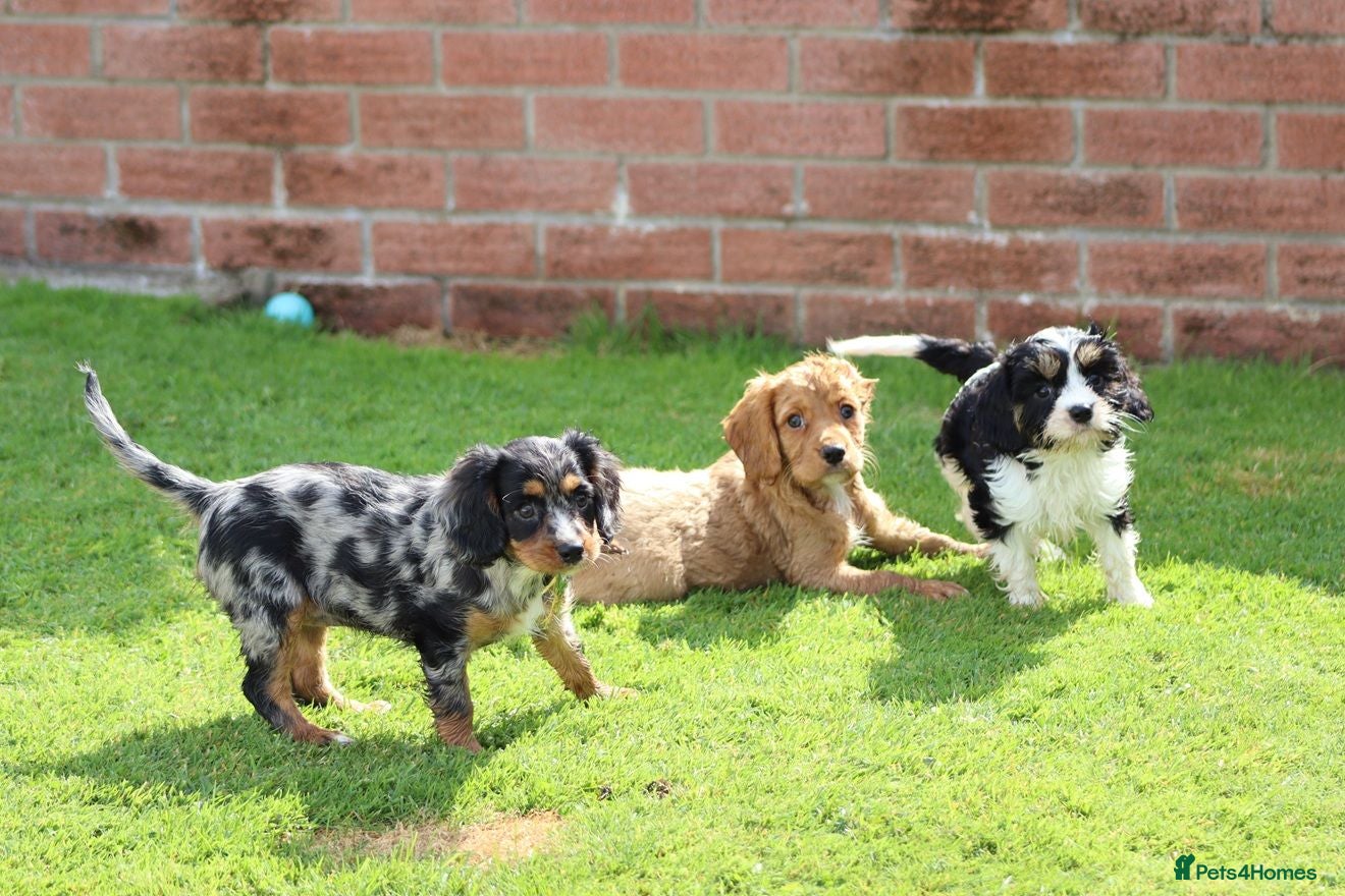 Cockapoo dogs Beautiful Cockerlierpoo puppies for sale - Advert 1