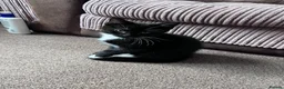Mixed Breed cats for sale: Happy Kittens for Sale - Advert 3