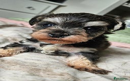 Schnoodle dogs for sale: 2 beautiful schnoodles  - Image 3