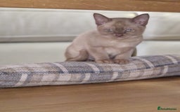 Burmese cats for sale: Burmese Kittens – Two Chocolate  - Image 11