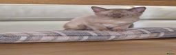 Burmese cats for sale: Burmese Kittens – Two Chocolate  - Advert 11