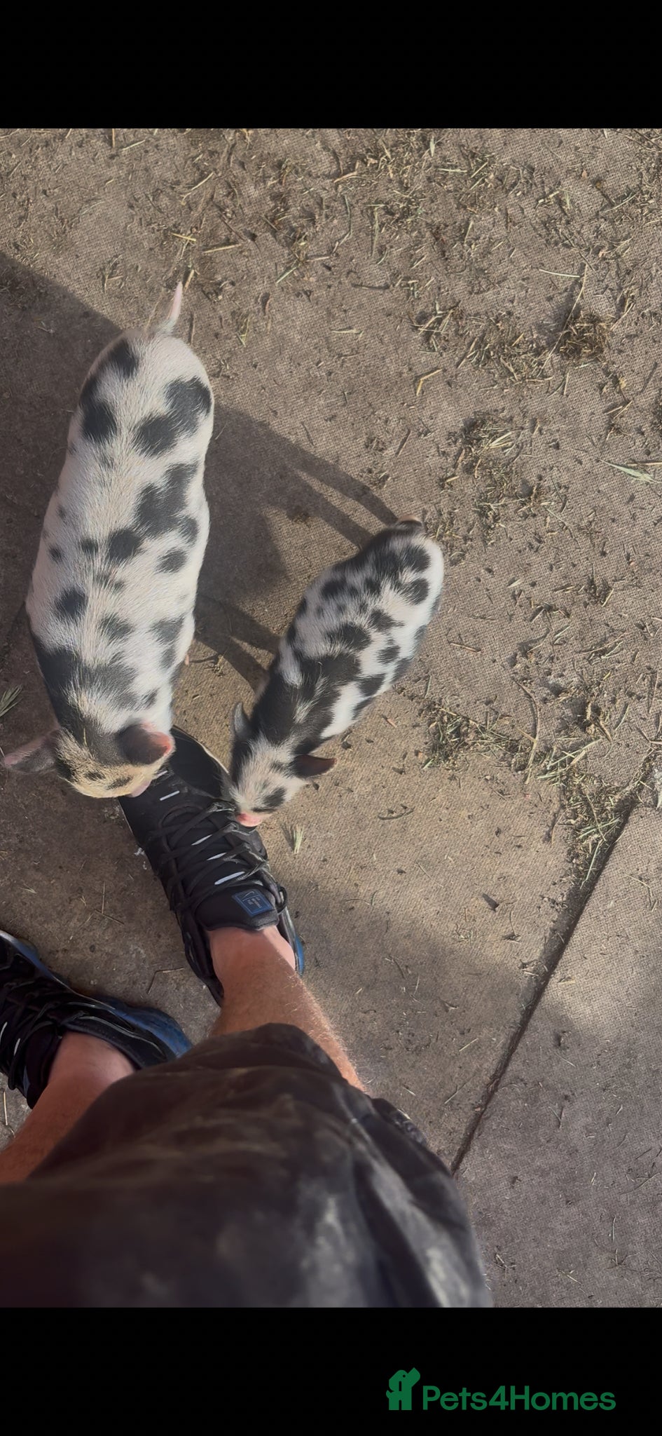 Pig livestock for sale: Juliana piglets for sale in Bedworth - Advert 3